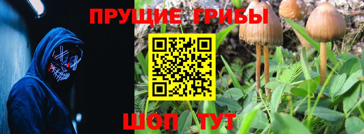 Псилоцибиновые грибы Psilocybe Зеленогорск